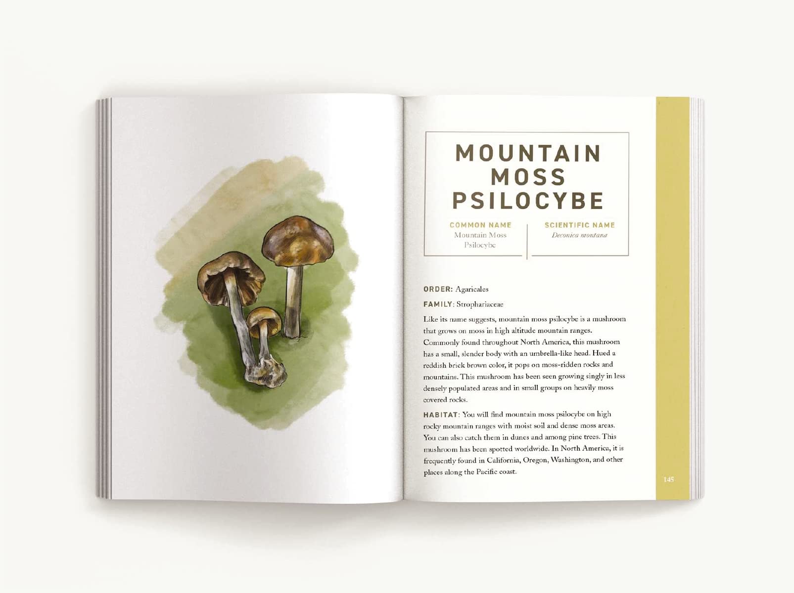 Mushrooms: An Illustrated Field (Niko Summers, June Lee)