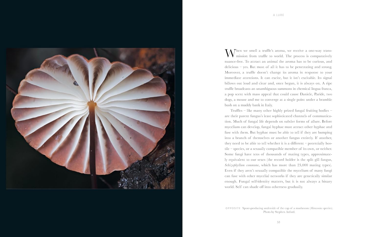 Entangled Life: The Illustrated Edition: How Fungi Make Our Worlds (Merlin Sheldrake)