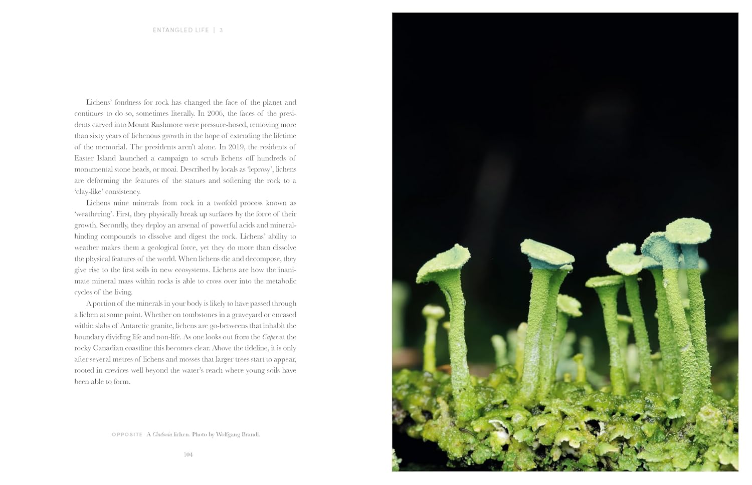 Entangled Life: The Illustrated Edition: How Fungi Make Our Worlds (Merlin Sheldrake)