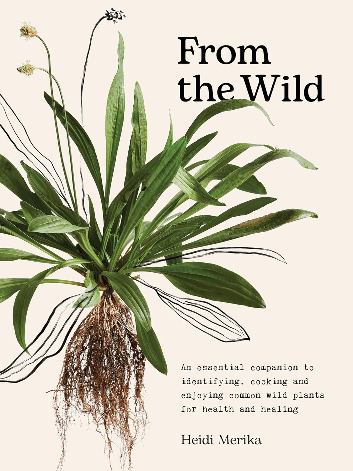 From the Wild: The essential companion to identifying, using and enjoying common wild plants for health and healing (Heidi Merika)