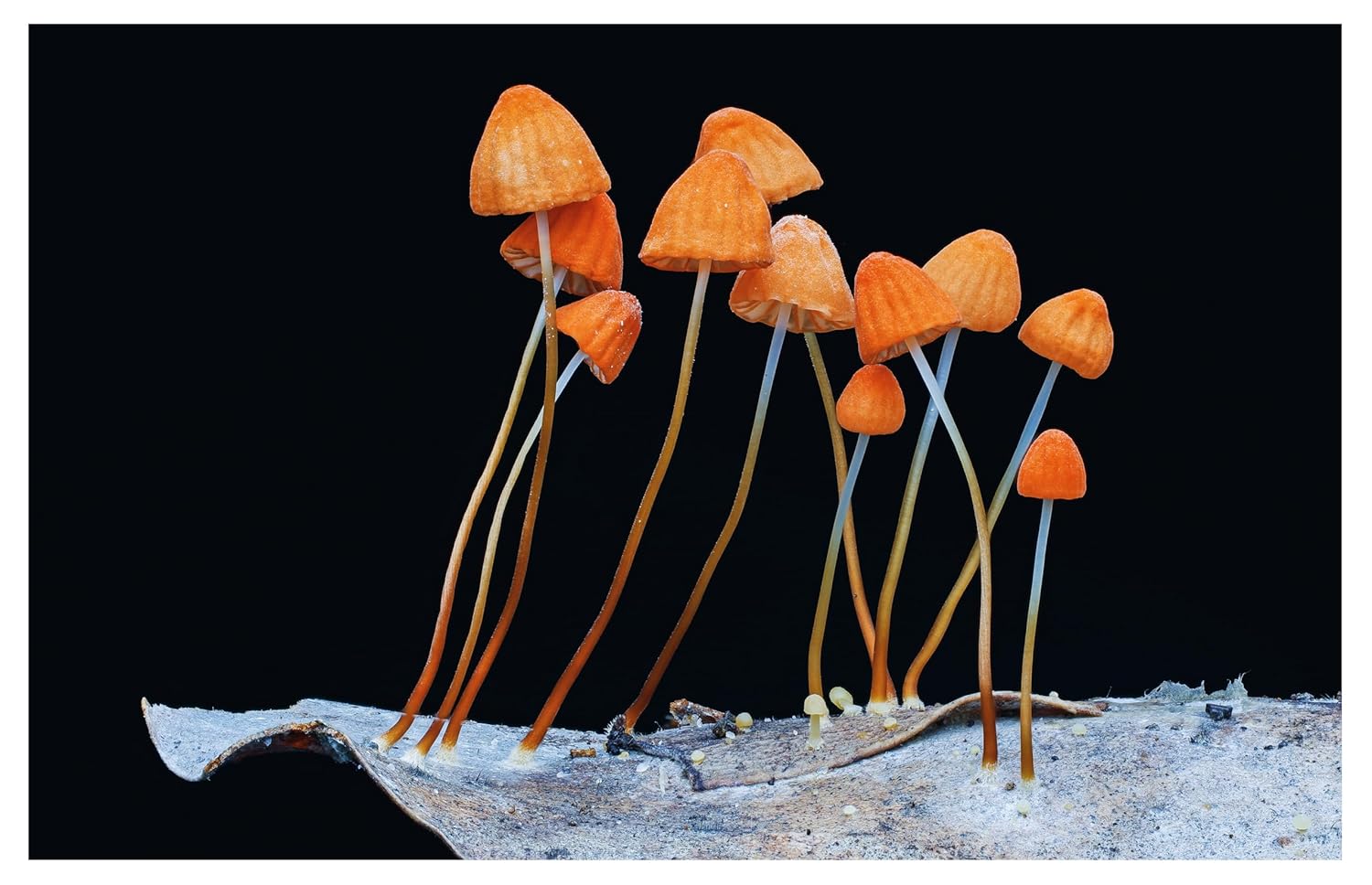 Entangled Life: The Illustrated Edition: How Fungi Make Our Worlds (Merlin Sheldrake)