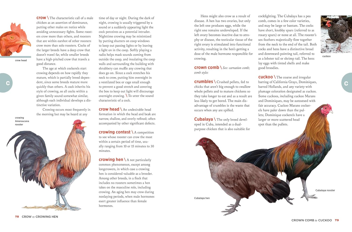 The Chicken Encyclopedia: an Illustrated Reference (Gail Damerow)