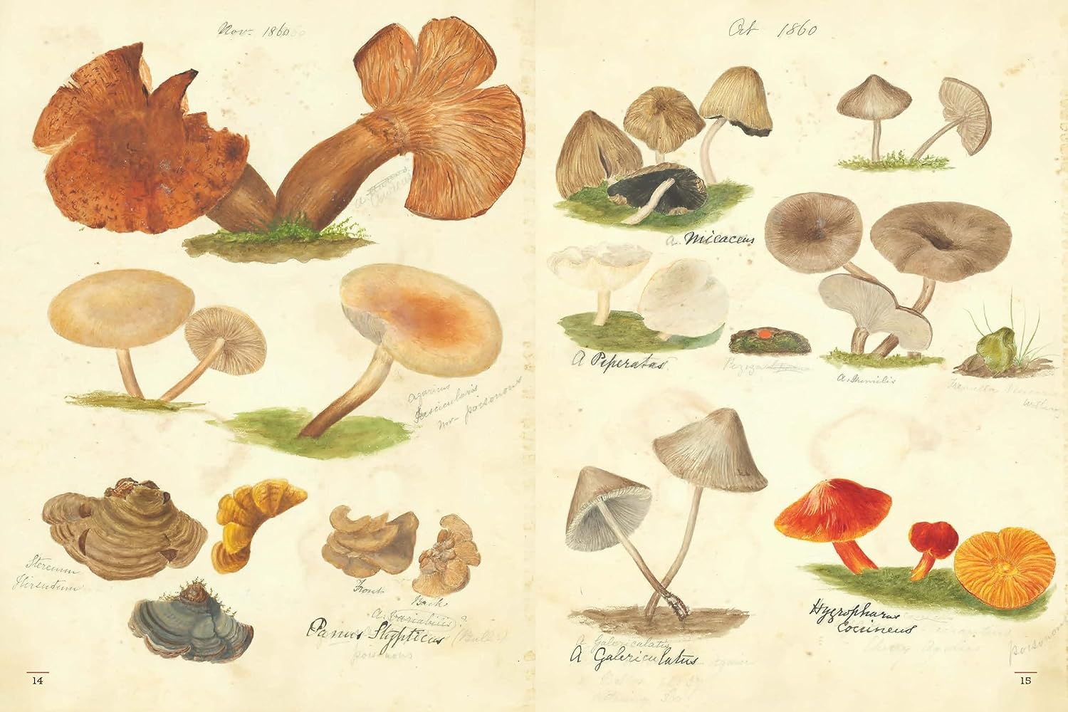 Fungi Collected in Shropshire and Other Neighbourhoods: A Victorian Woman’s Illustrated Field Notes (M. F. Lewis)