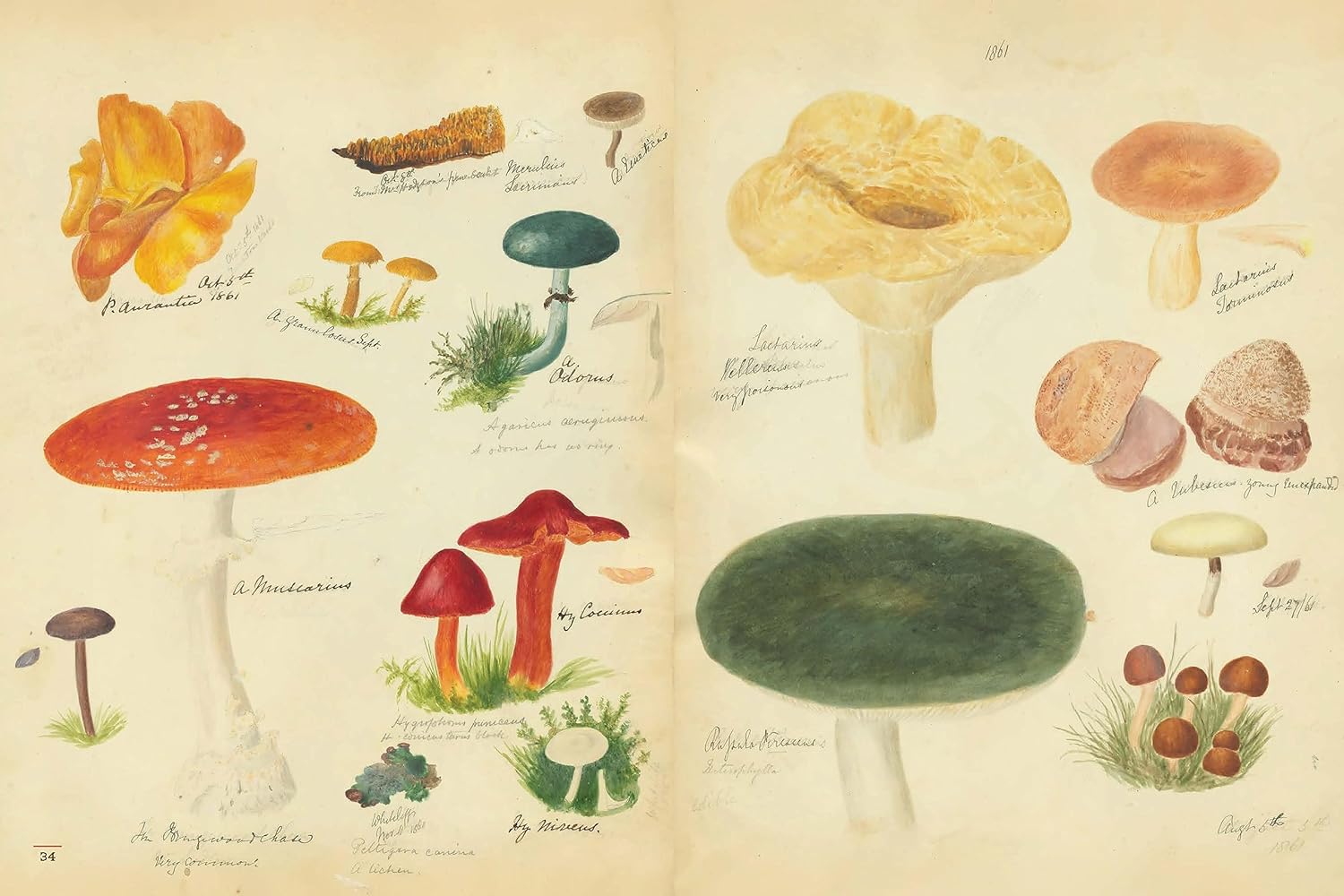 Fungi Collected in Shropshire and Other Neighbourhoods: A Victorian Woman’s Illustrated Field Notes (M. F. Lewis)