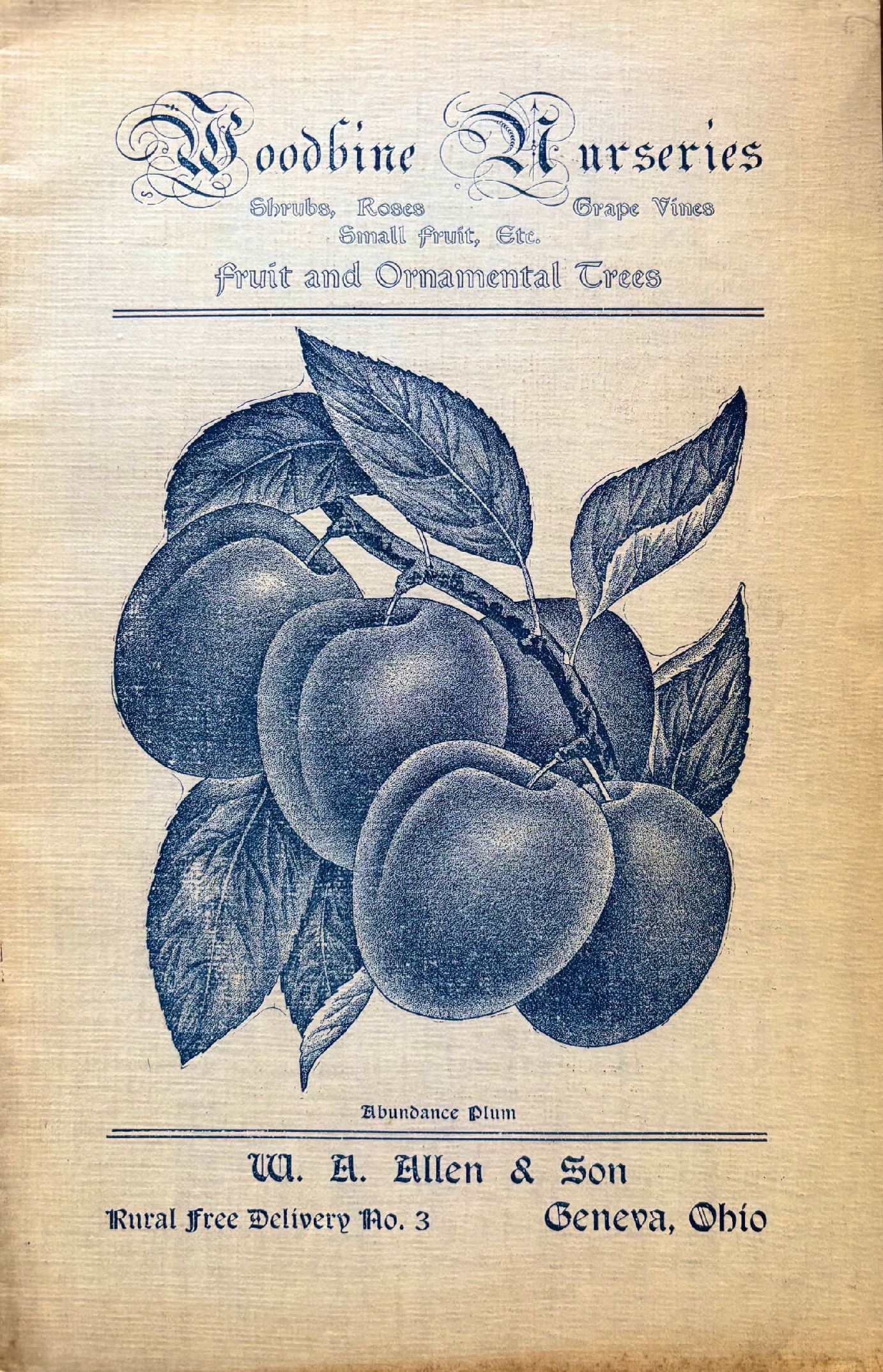 (Fruit) Woodbine Nurseries. Fruit and Ornamental Trees - Catalog