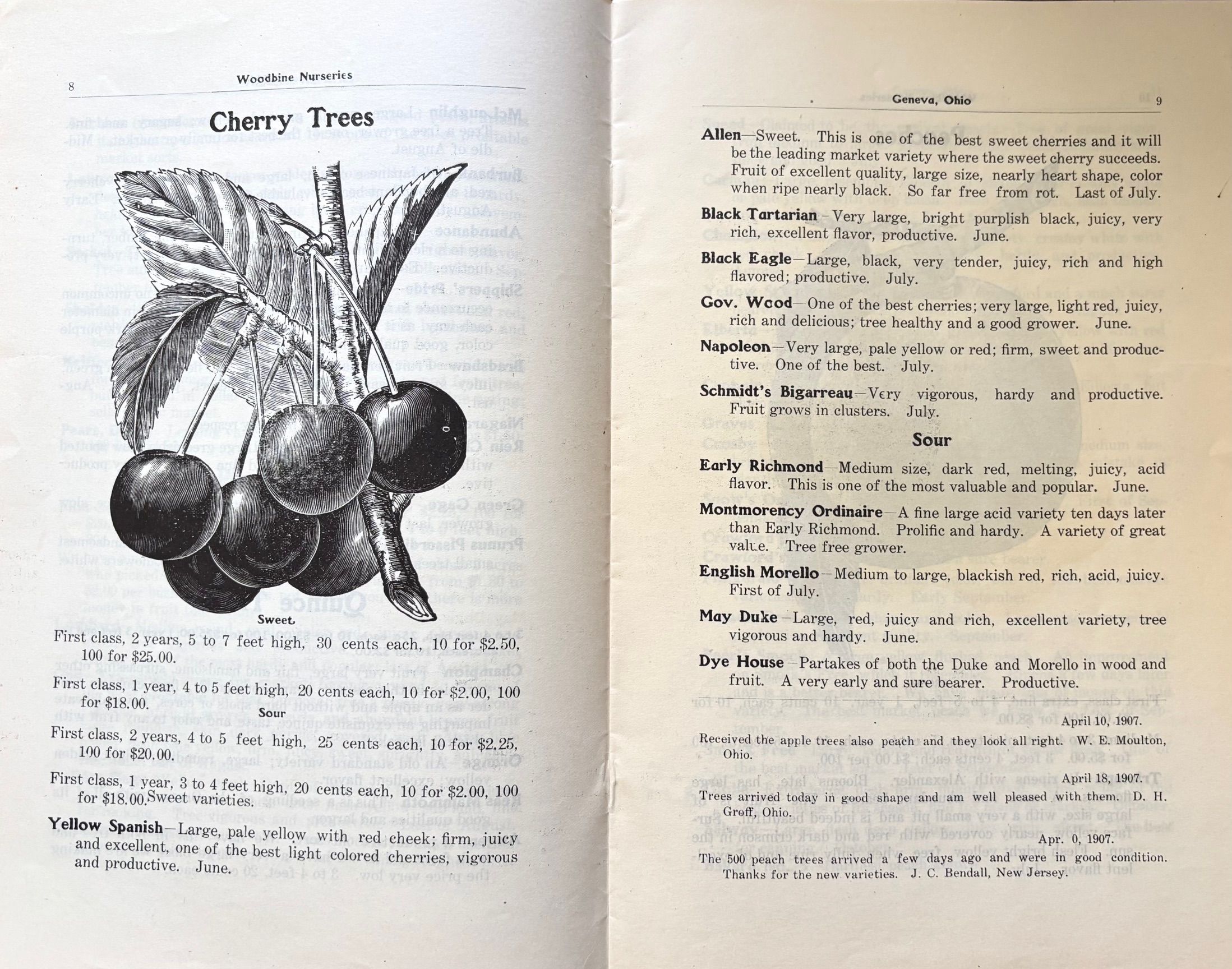 (Fruit) Woodbine Nurseries. Fruit and Ornamental Trees - Catalog