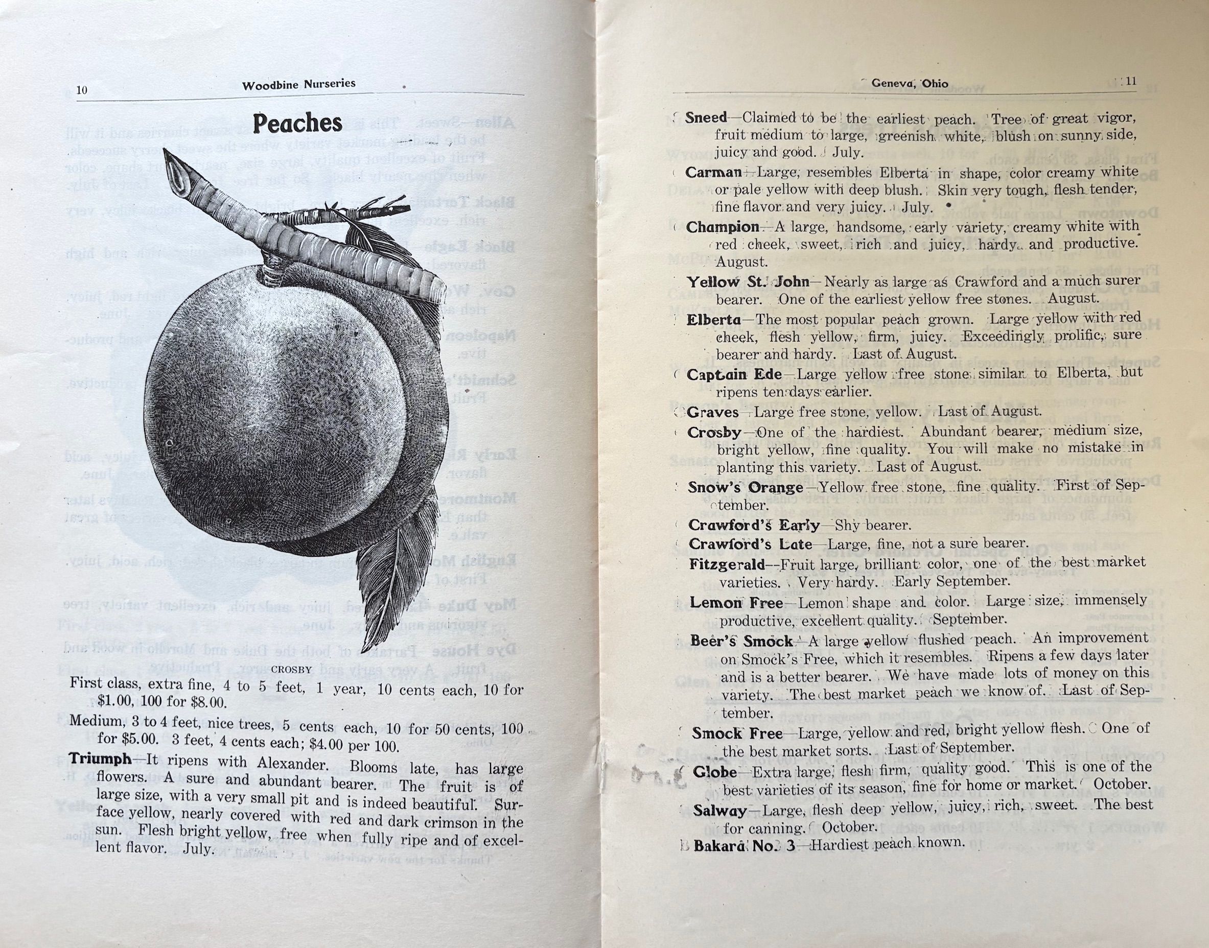 (Fruit) Woodbine Nurseries. Fruit and Ornamental Trees - Catalog