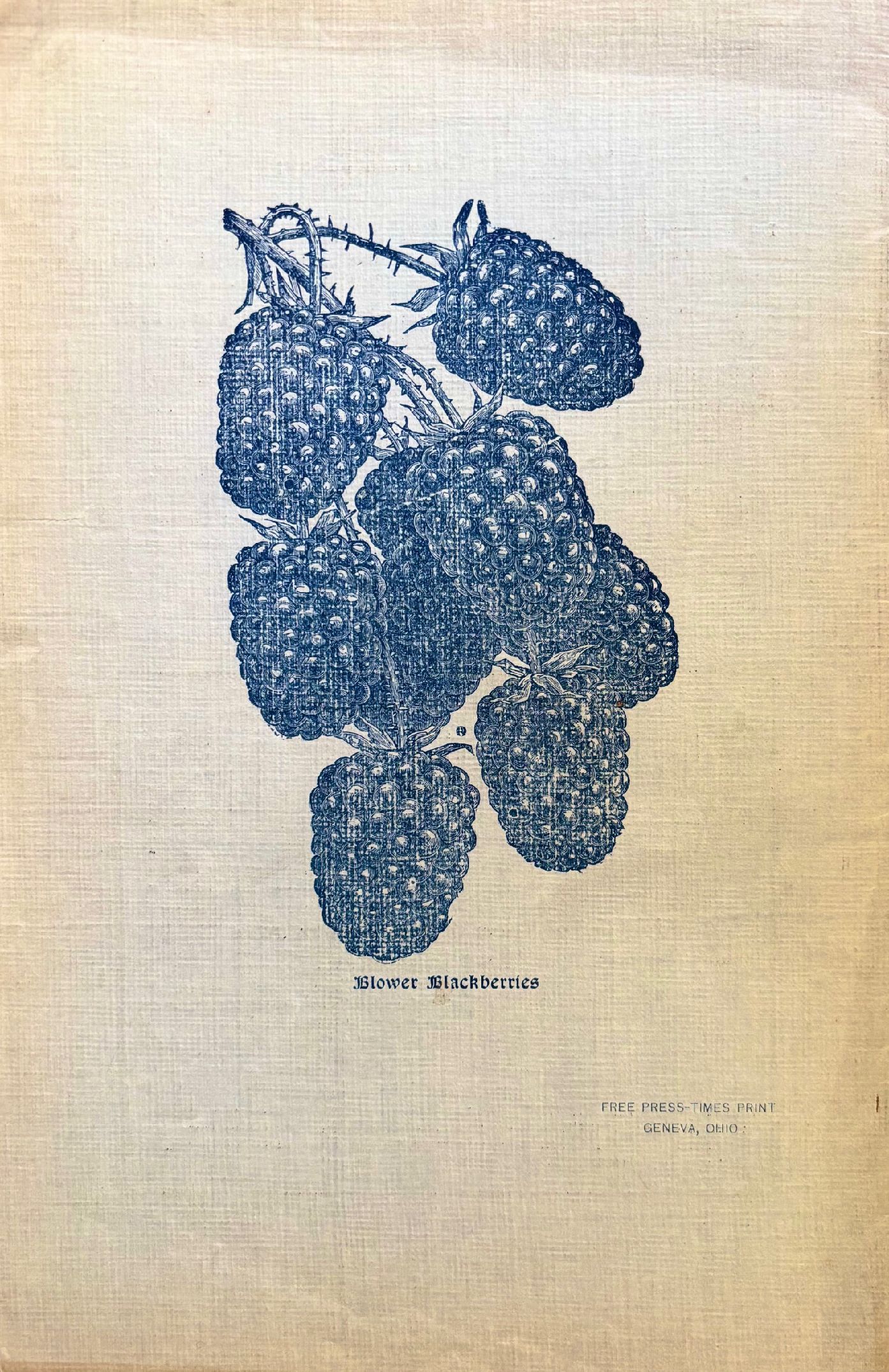 (Fruit) Woodbine Nurseries. Fruit and Ornamental Trees - Catalog