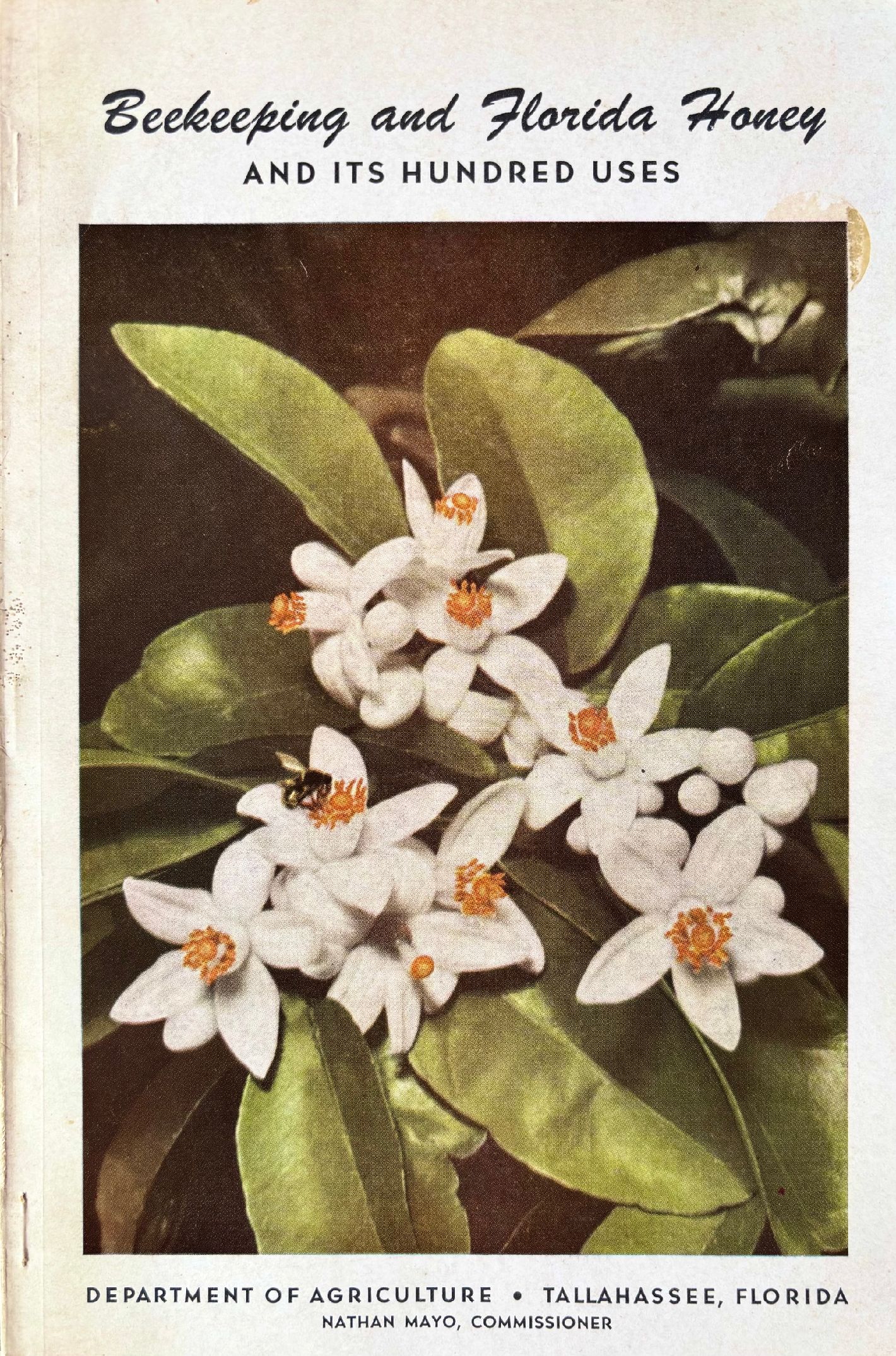 (*NEW ARRIVAL*) (Beekeeping - Southern) Waldo Horton & Isabelle Thursby. Florida Honey and its Hundred Uses