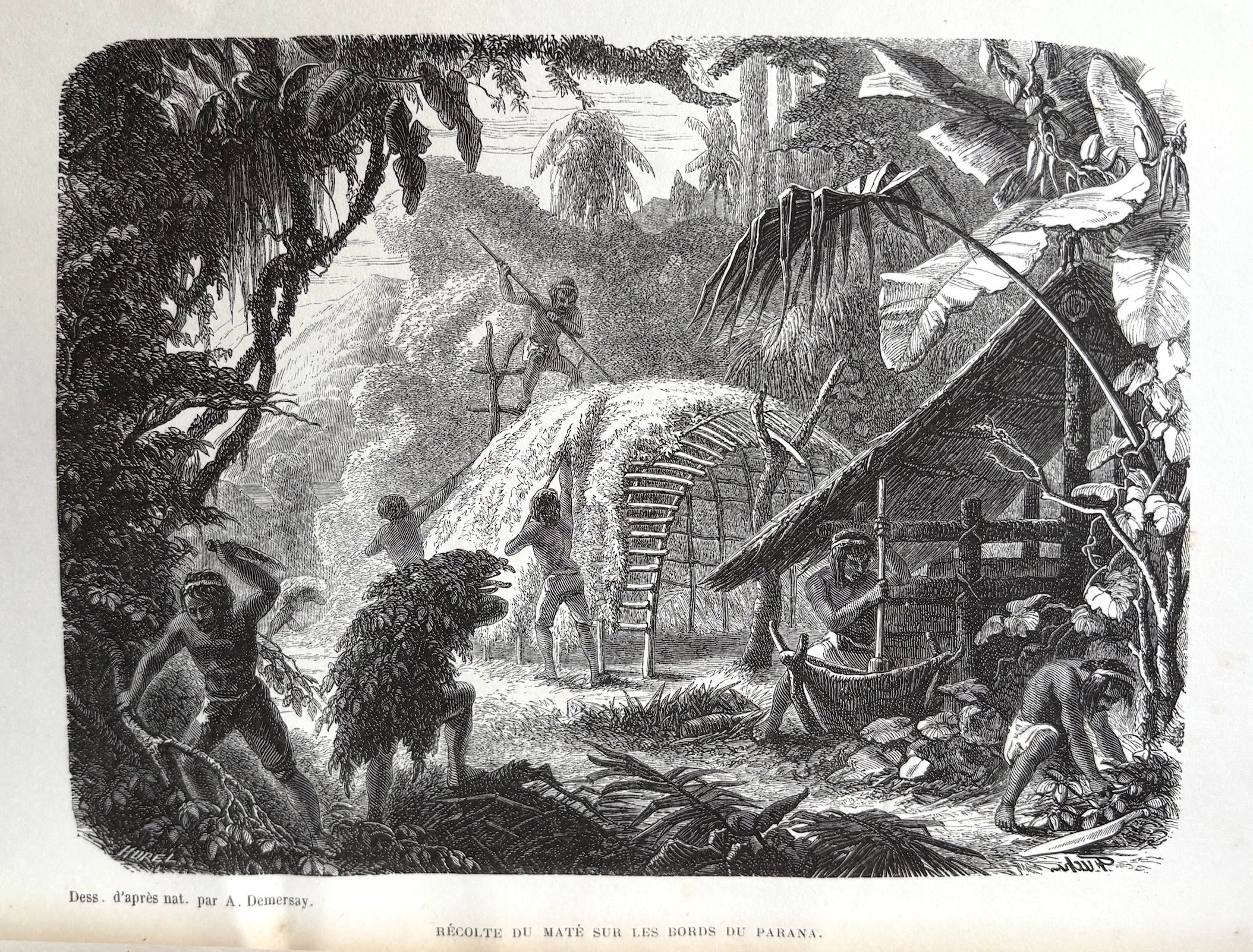 (*NEW ARRIVAL*) (Tea - Maté) Dr. Alfred Demersay. Etude Economique sur le Maté ou Thé du Paraguay. *Signed*