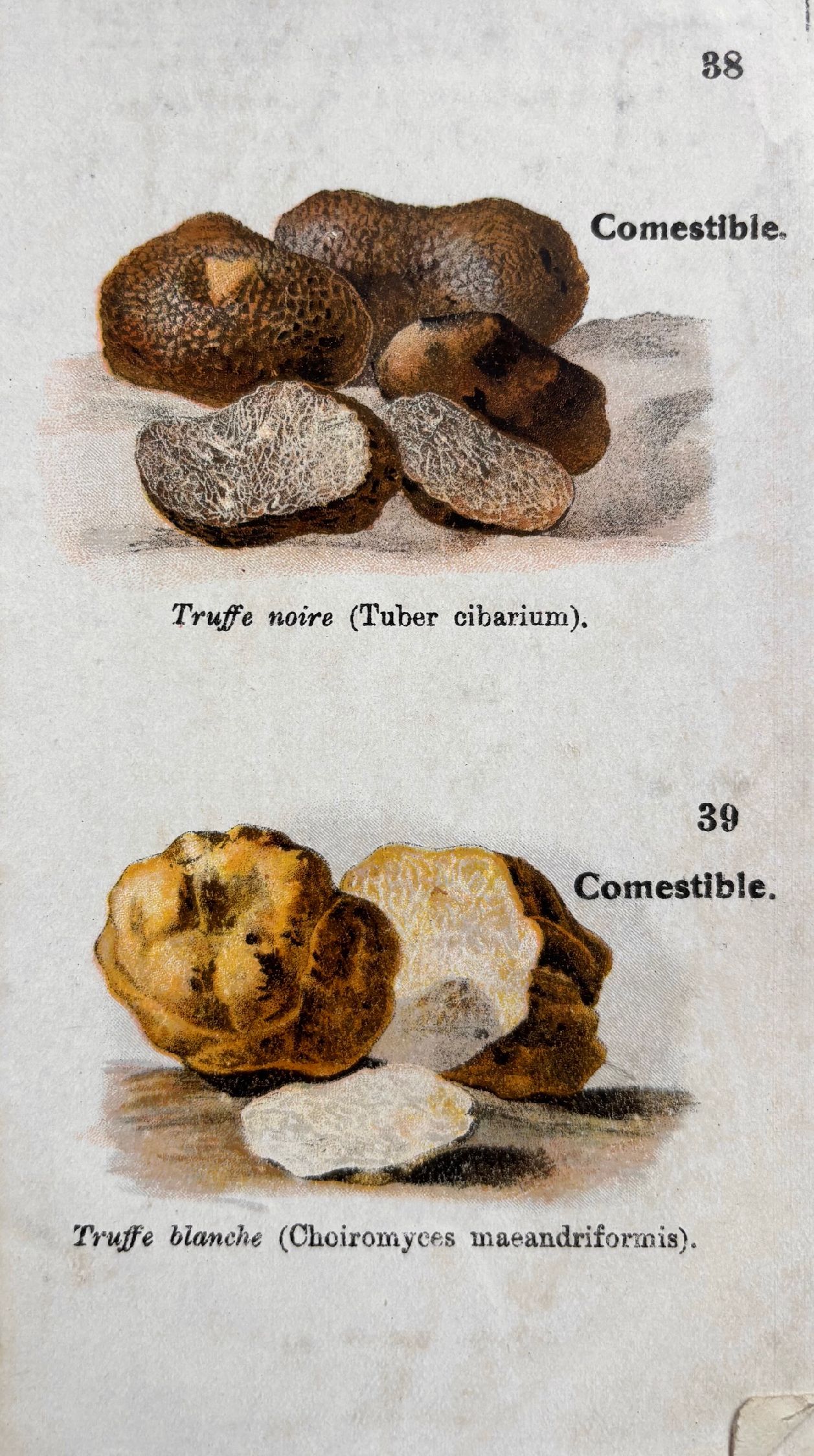 (*NEW ARRIVAL*) (Mushrooms) E. Orlhac. Petit Atlas des Champignons
