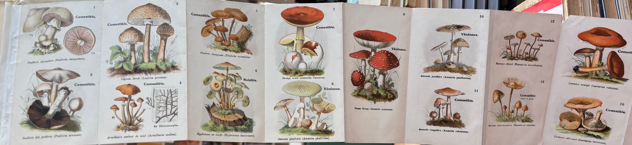 (*NEW ARRIVAL*) (Mushrooms) E. Orlhac. Petit Atlas des Champignons