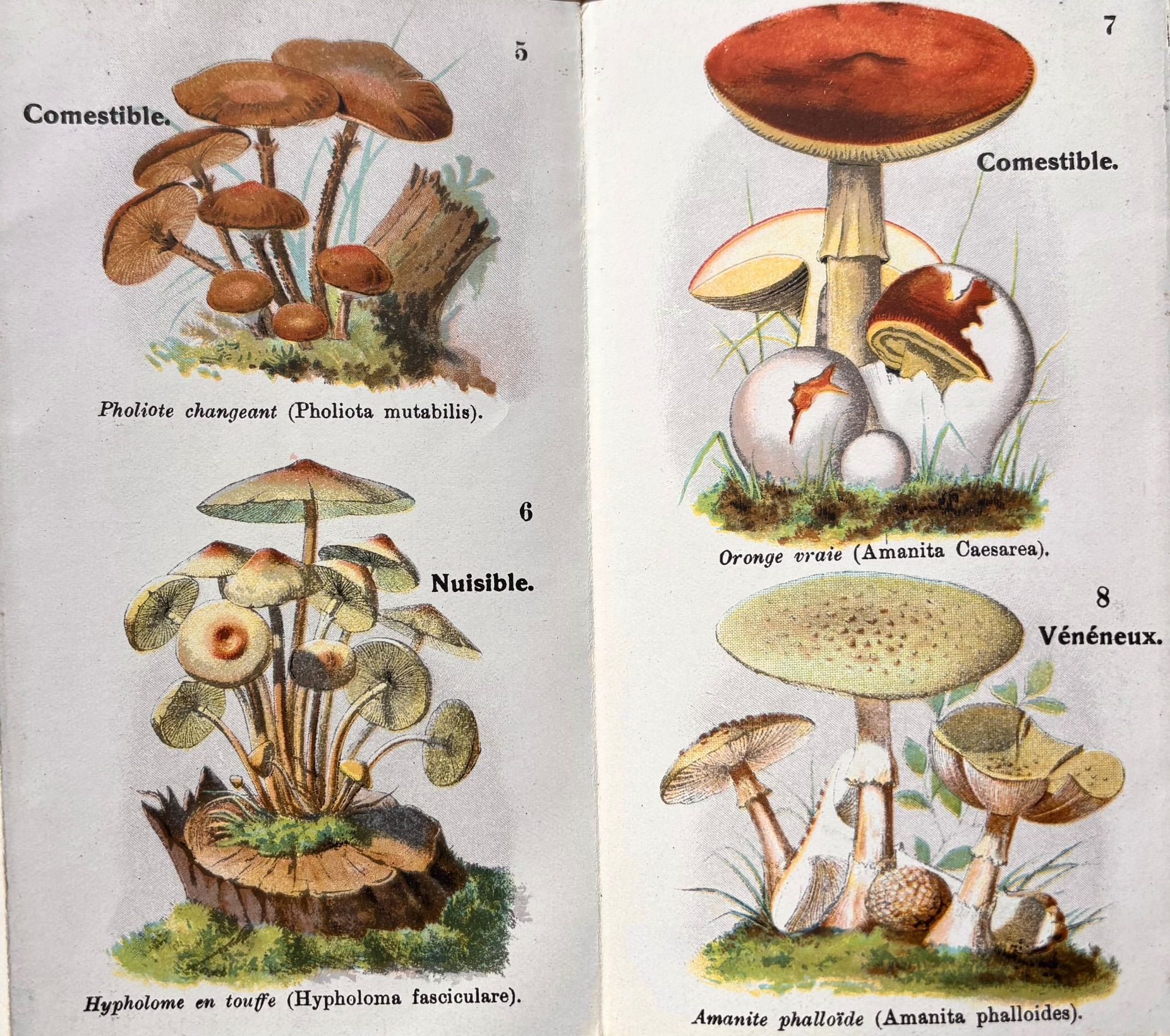 (*NEW ARRIVAL*) (Mushrooms) E. Orlhac. Petit Atlas des Champignons