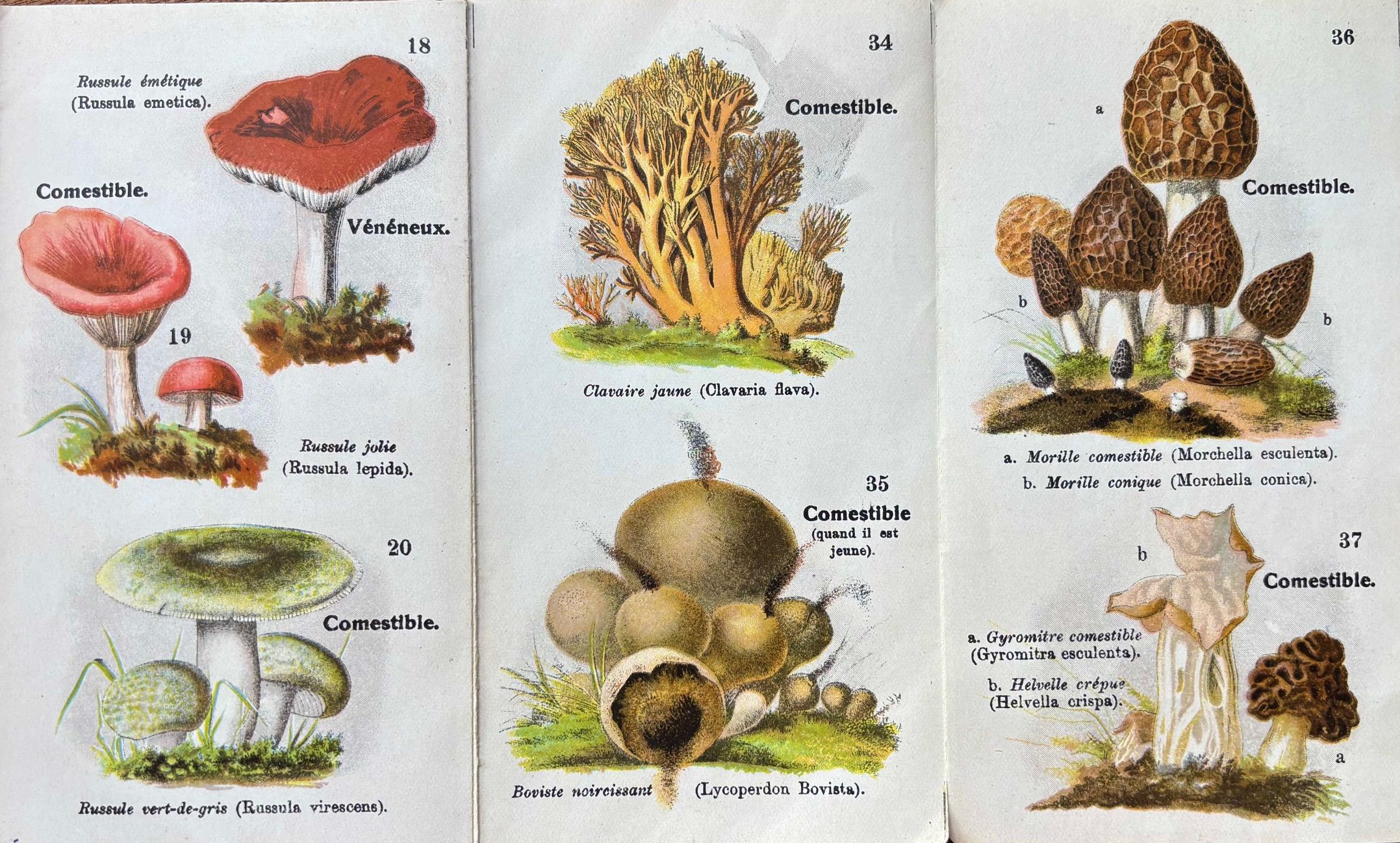 (*NEW ARRIVAL*) (Mushrooms) E. Orlhac. Petit Atlas des Champignons