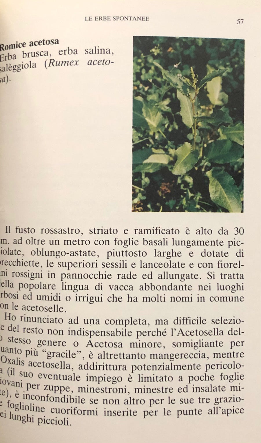 (Wolfert, Paula) Marinoni, Jacopo. Cucina e Salute con le erbe spontanee nelle Tre Venezie