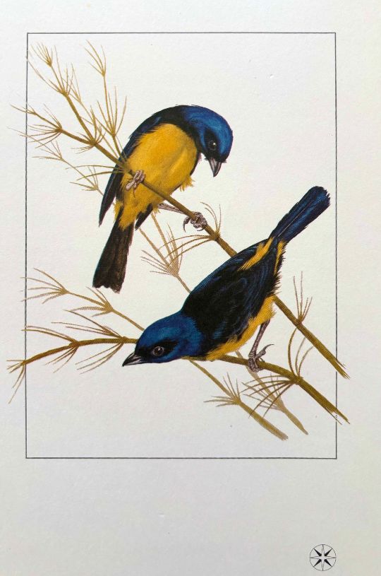 (*NEW ARRIVAL*) Varig Lines. Gaturamo-Rei - King-Gaturamo