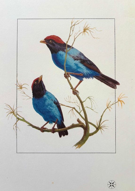 (*NEW ARRIVAL*) Varig Lines. Tangara ou Dancador - Tangara or The Dancer