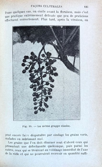 (Wine) Roger Chaminade. La Production et le Commerce des Raisins de Table
