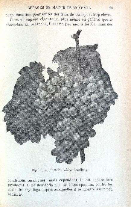 (Wine) Roger Chaminade. La Production et le Commerce des Raisins de Table