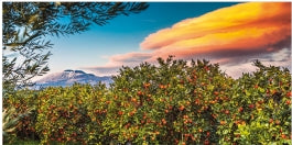 The Oranges of Sicily (Vinci Bellomo)