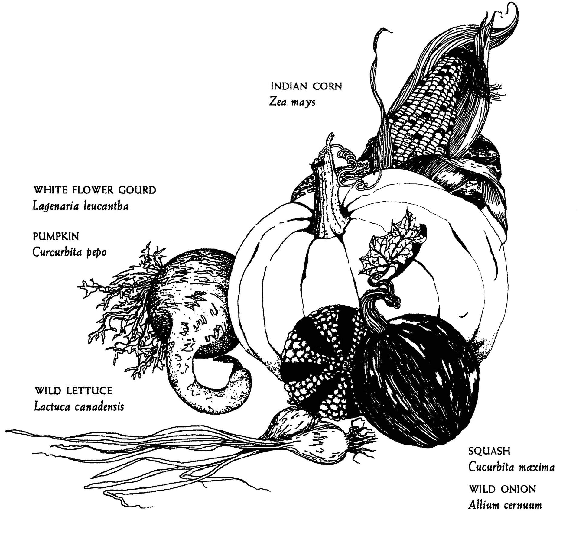 Native Harvests: American Indian Wild Foods and Recipes (E. Barrie Kavasch)