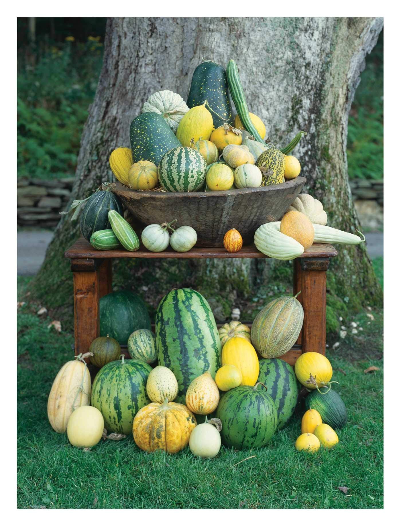 The Melon (Amy Goldman)
