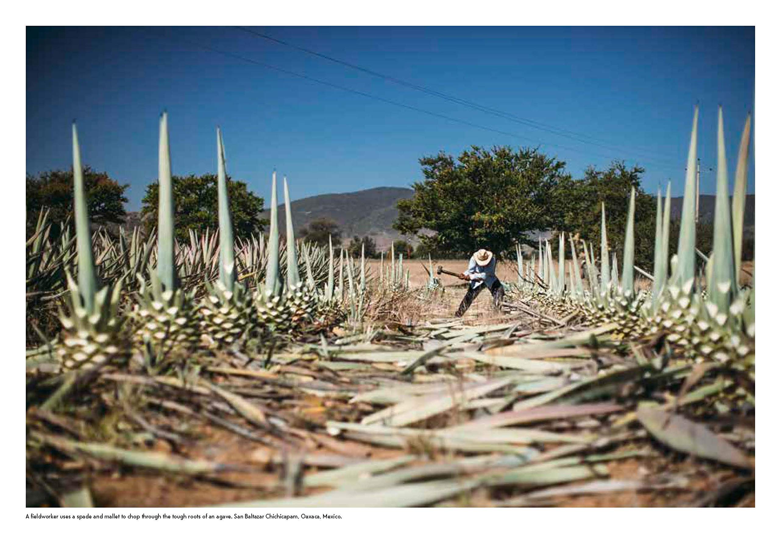 Spirits of Latin America: A Celebration of Culture & Cocktails, with 100 Recipes from Leyenda & Beyond (Ivy Mix)