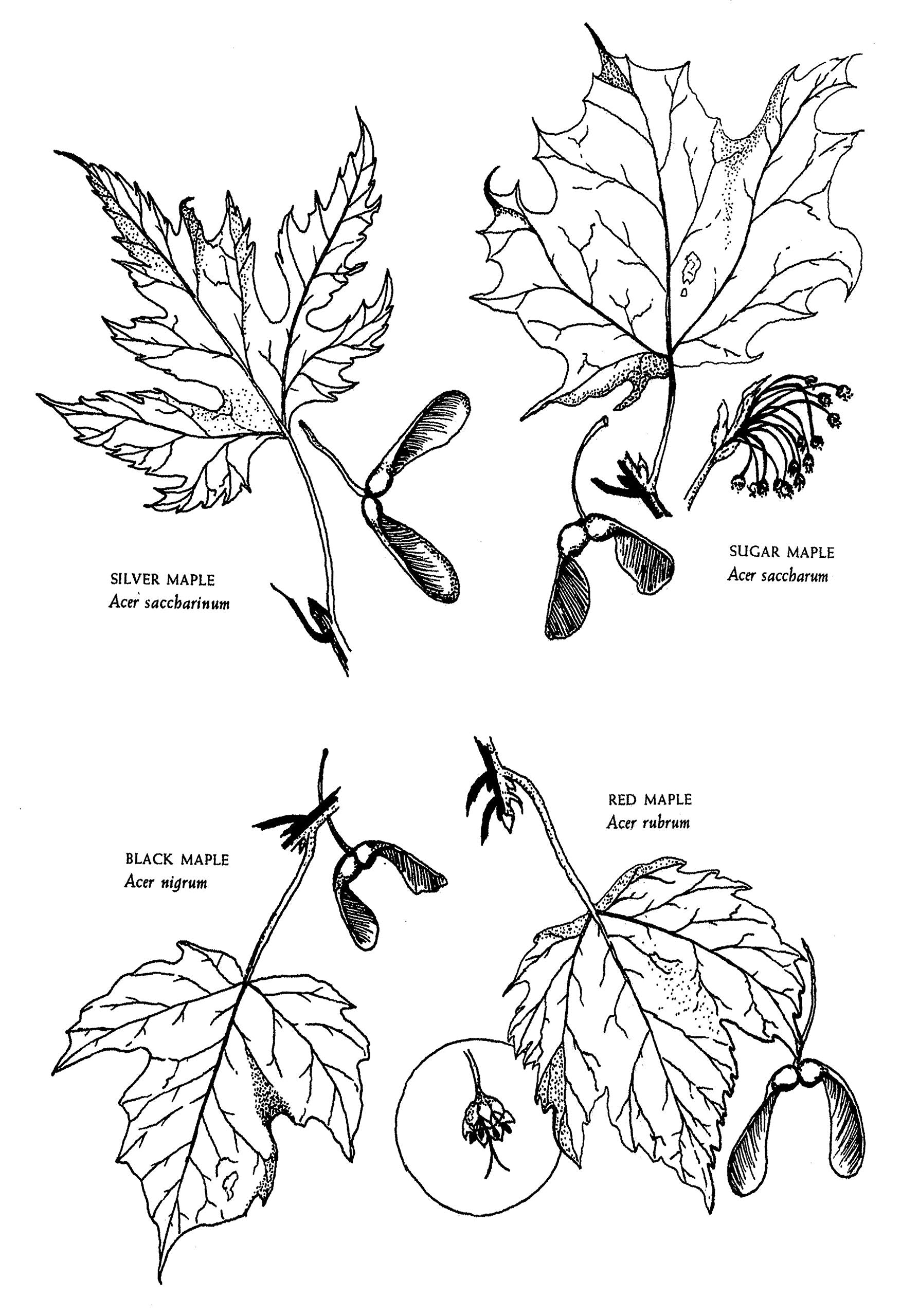 Native Harvests: American Indian Wild Foods and Recipes (E. Barrie Kavasch)