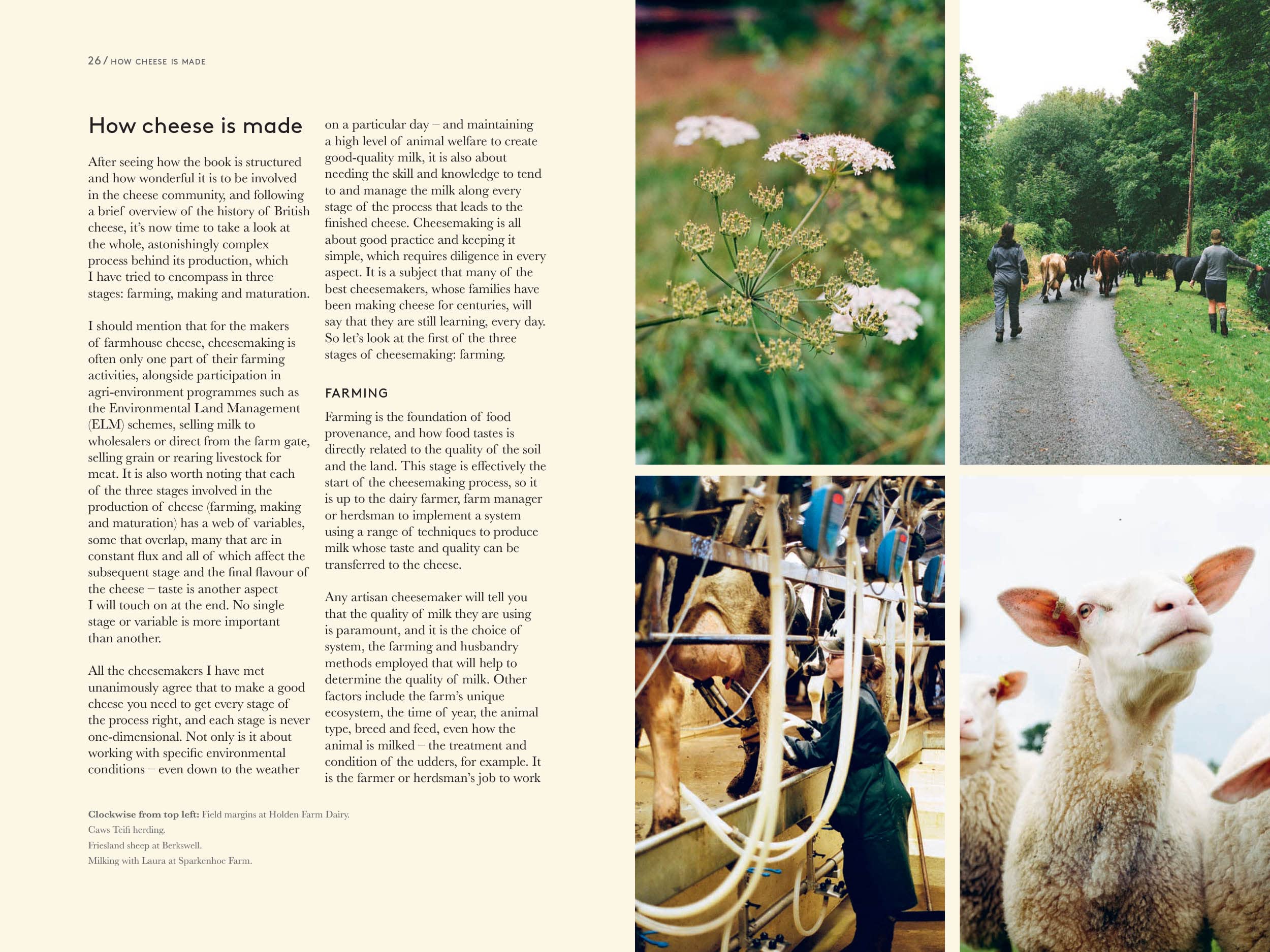 *Sale* A Portrait of British Cheese: A Celebration of Artistry, Regionality and Recipes (Angus D. Birditt)