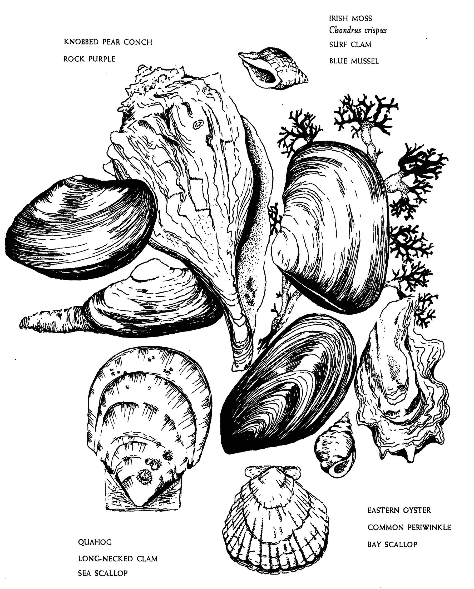 Native Harvests: American Indian Wild Foods and Recipes (E. Barrie Kavasch)
