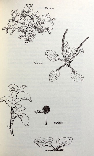 (Gardening) Diane Globus. Digging It: How to Grow Things Naturally.