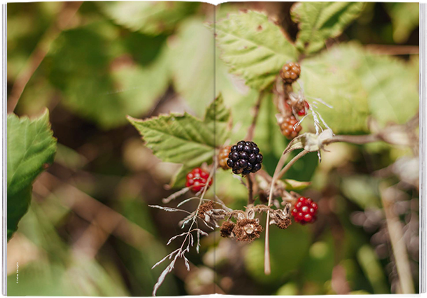 Magazine F Nº 10: Berry