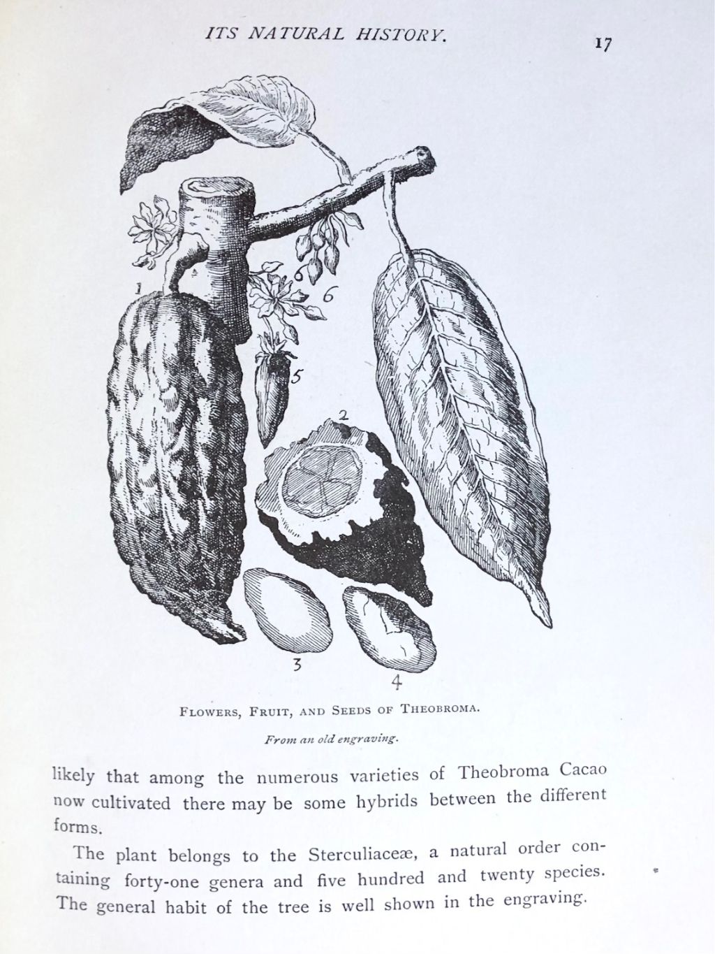 *NEW ARRIVAL* The Chocolate-Plant: Theobroma Cacao and its Products