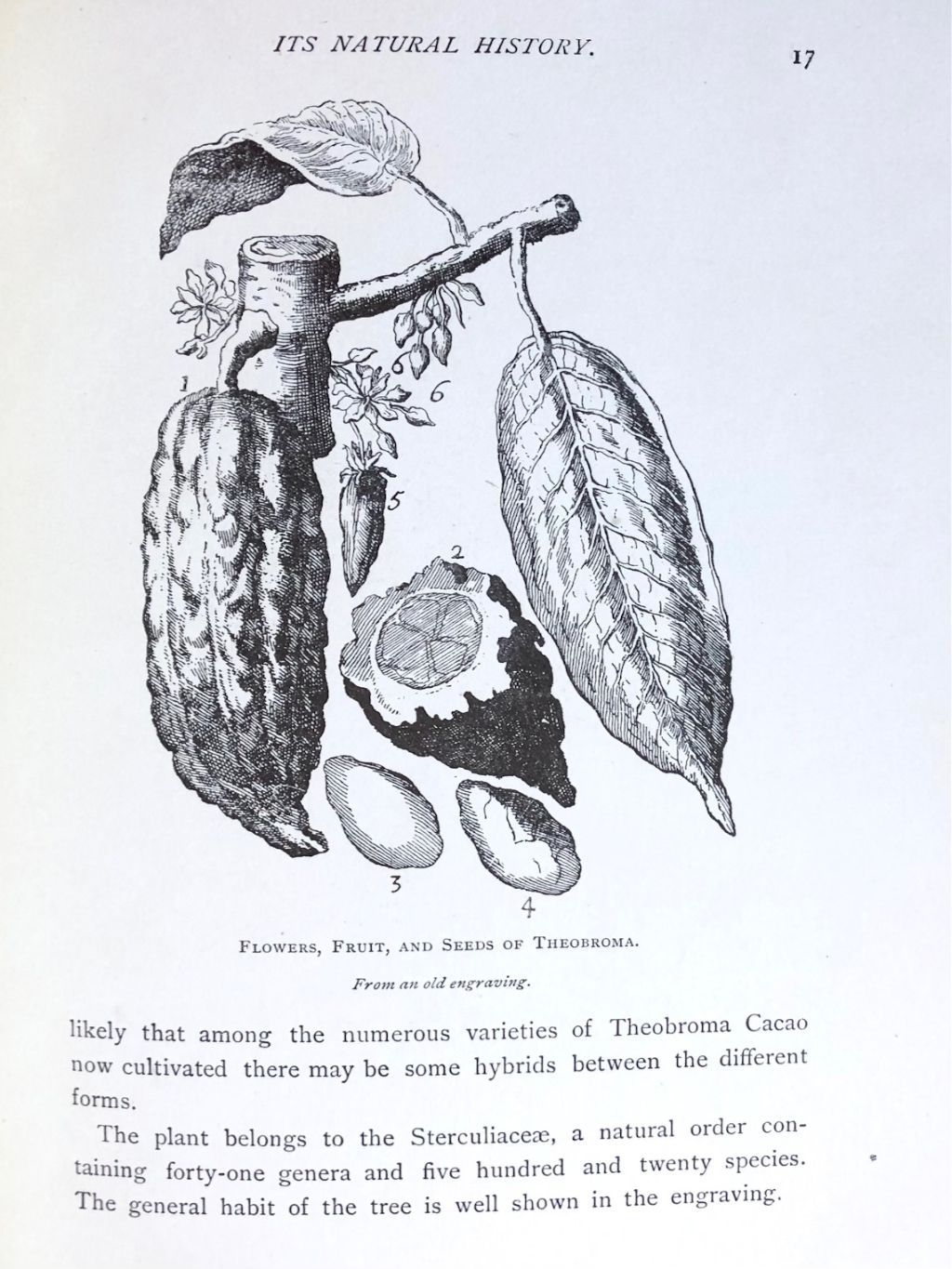 (*NEW ARRIVAL*) (Chocolate) The Chocolate-Plant: Theobroma Cacao and its Products
