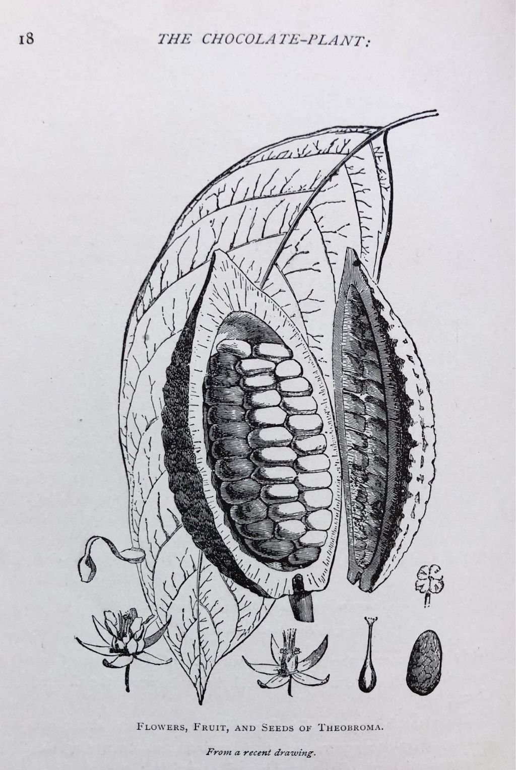 (*NEW ARRIVAL*) (Chocolate) The Chocolate-Plant: Theobroma Cacao and its Products