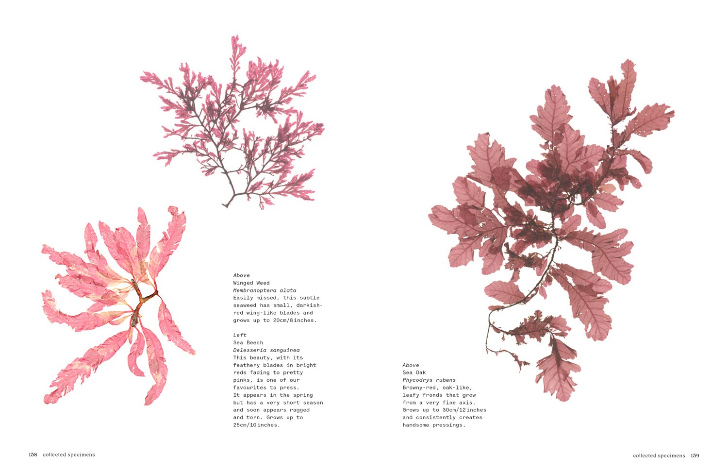 Seaweed: Foraging, Collecting and Pressing (Melanie Molesworth, Julia Bird)