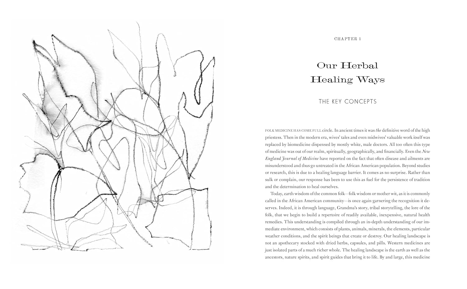 Motherland Herbal: The Story of African Holistic Health (Stephanie Rose Bird)