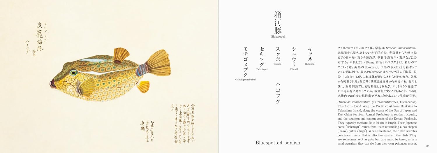 Fishes of Edo: A Guide to Classical Japanese Fishes (Kazuhiko Tajima)