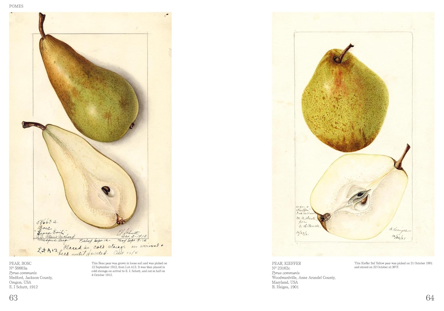An Illustrated Catalog of American Fruits & Nuts (US Department of Agriculture Pomological Watercolor Collection)