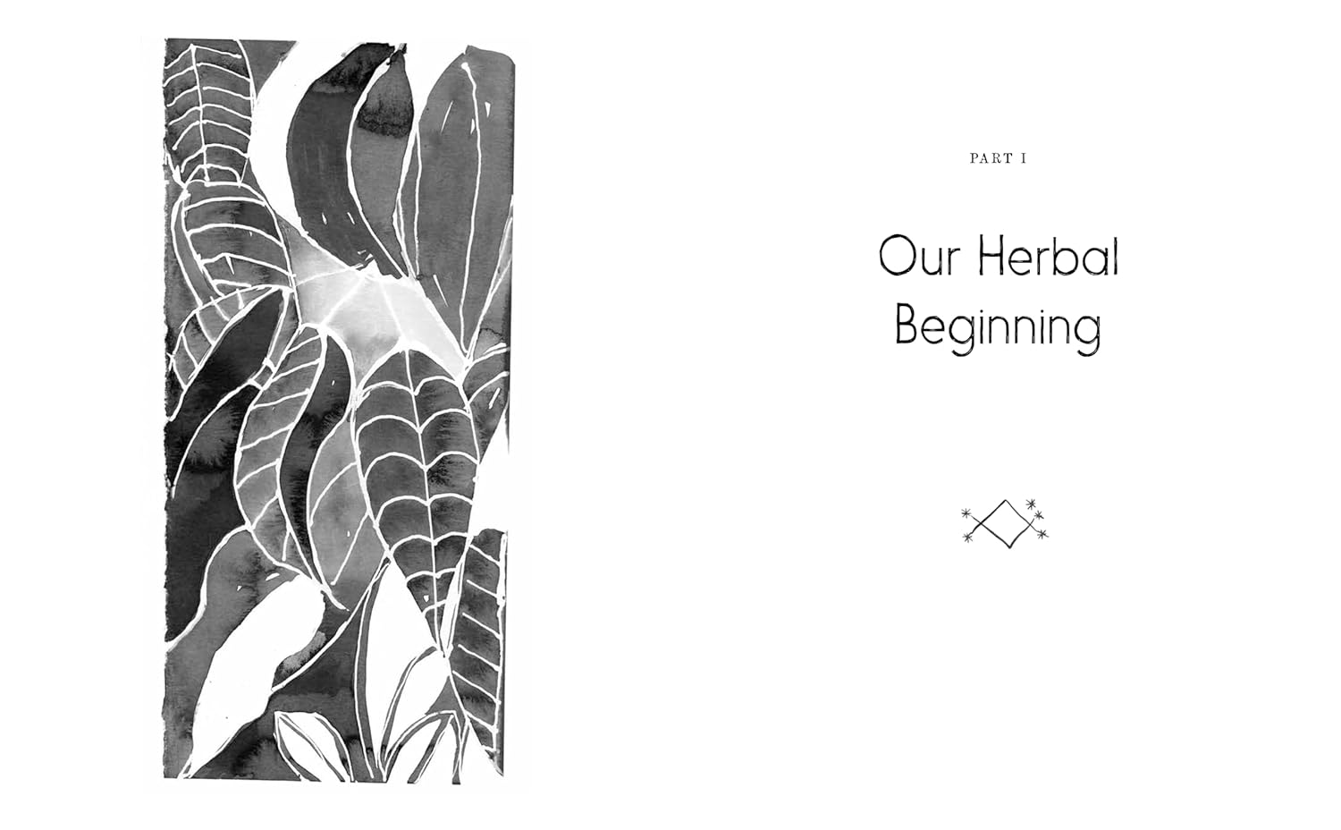 Motherland Herbal: The Story of African Holistic Health (Stephanie Rose Bird)