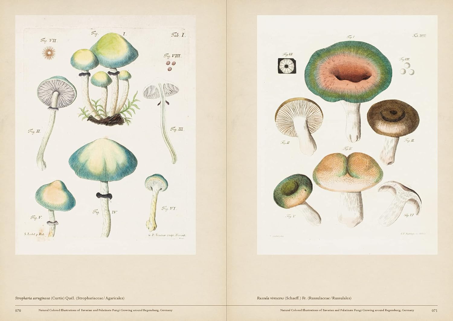 Mushroom Botanical Art (Toshimitsu Fukiharu)