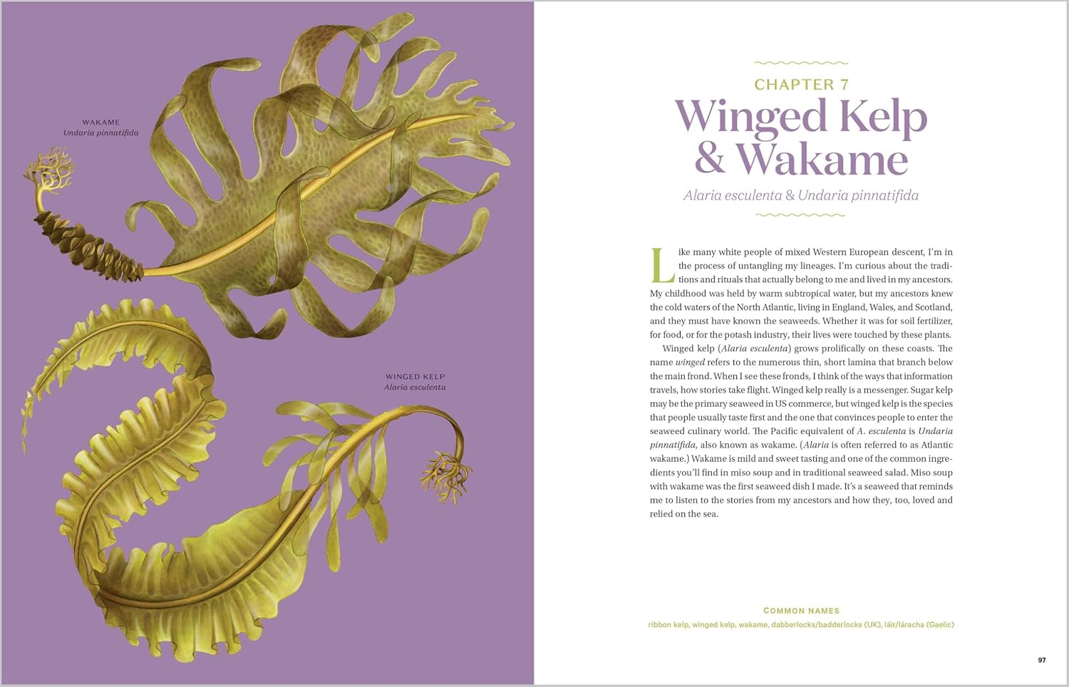 *Pre-order* Edible & Medicinal Seaweeds: A Guide to Healing & Nutritive Ocean Plants (Tasha Greenwood)