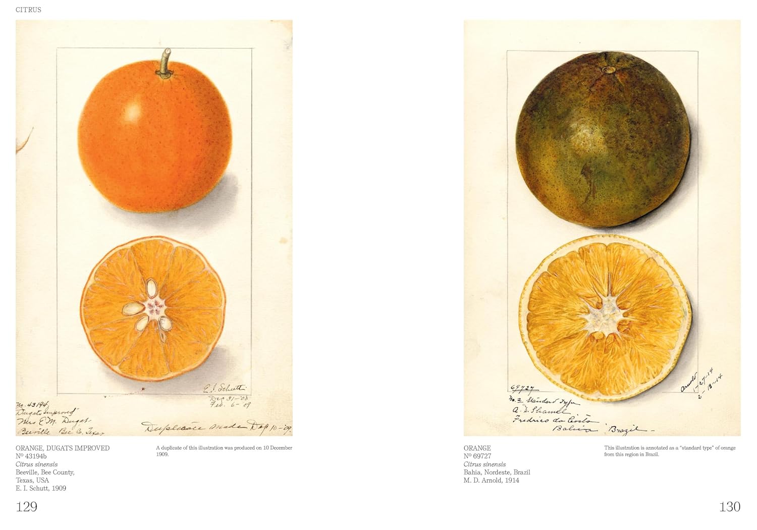 An Illustrated Catalog of American Fruits & Nuts (US Department of Agriculture Pomological Watercolor Collection)