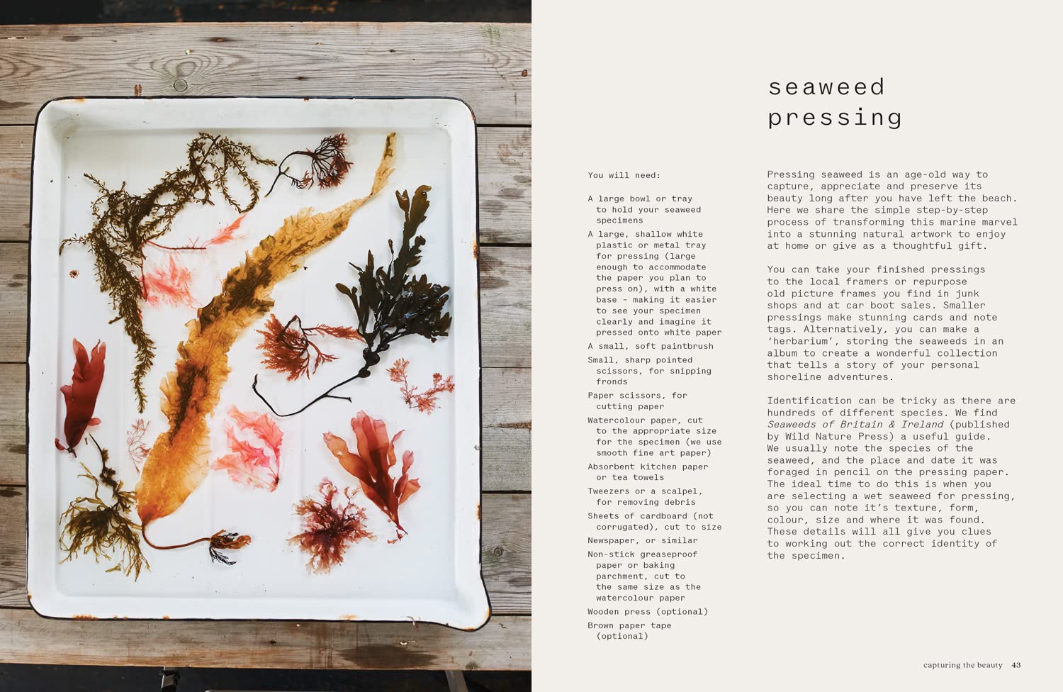 Seaweed: Foraging, Collecting and Pressing (Melanie Molesworth, Julia Bird)