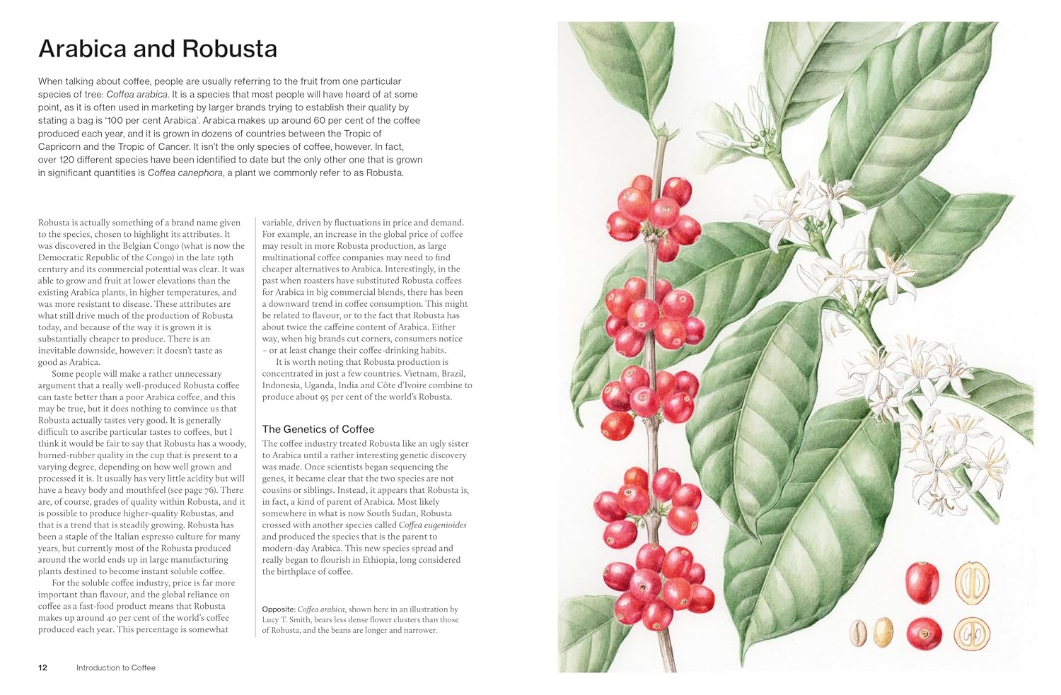 The World Atlas of Coffee, 3rd edition: From beans to brewing – coffees explored, explained and enjoyed (James Hoffmann)