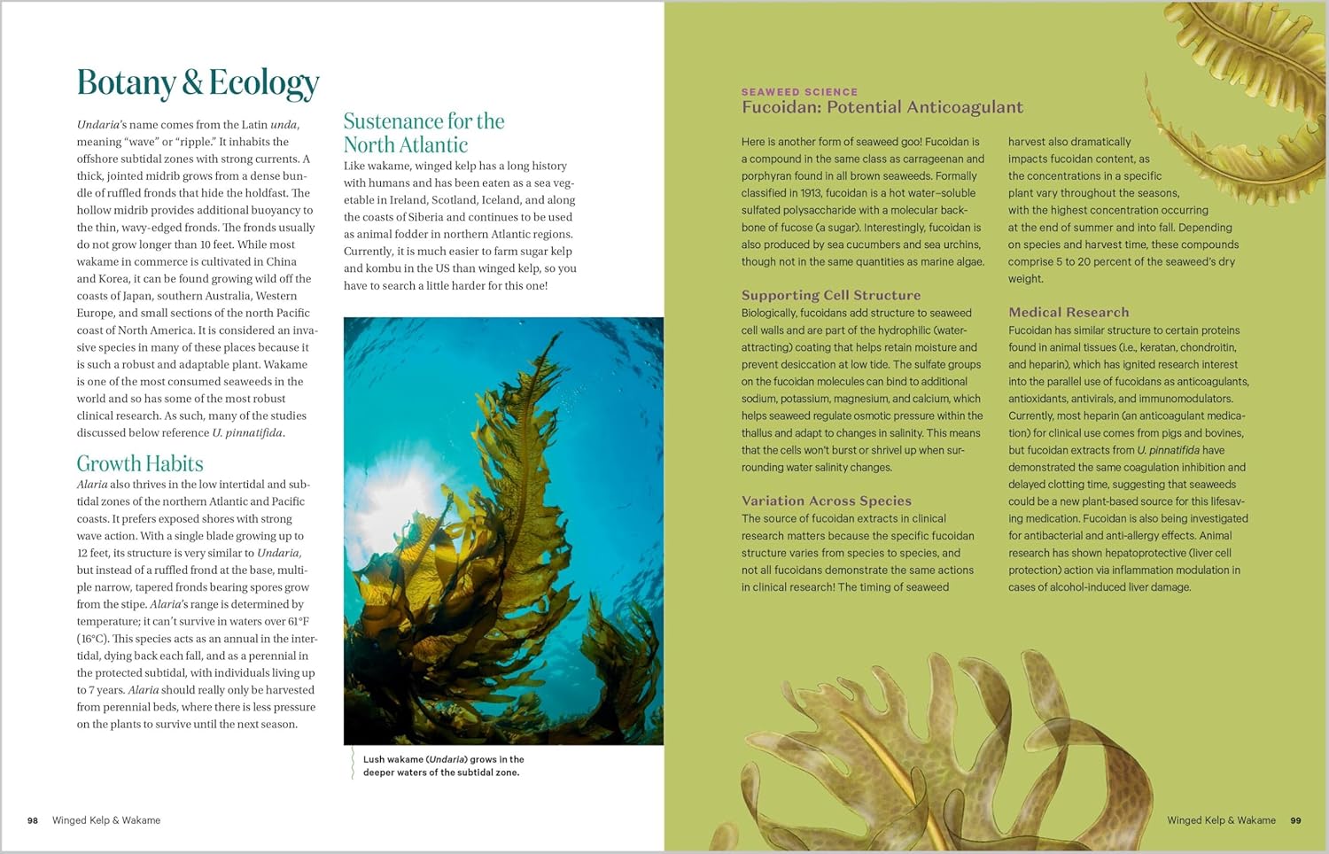 Edible & Medicinal Seaweeds: A Guide to Healing & Nutritive Ocean Plants (Tasha Greenwood)