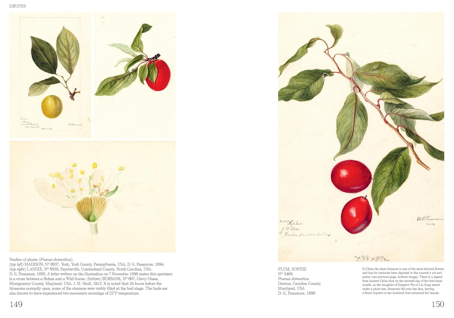 An Illustrated Catalog of American Fruits & Nuts (US Department of Agriculture Pomological Watercolor Collection)