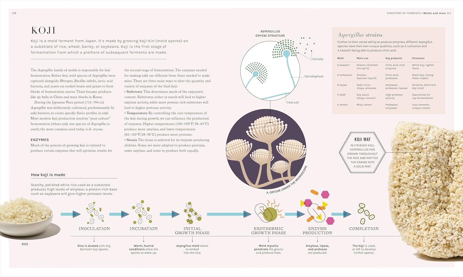 The Science of Fermentation by (Robin Sherriff)