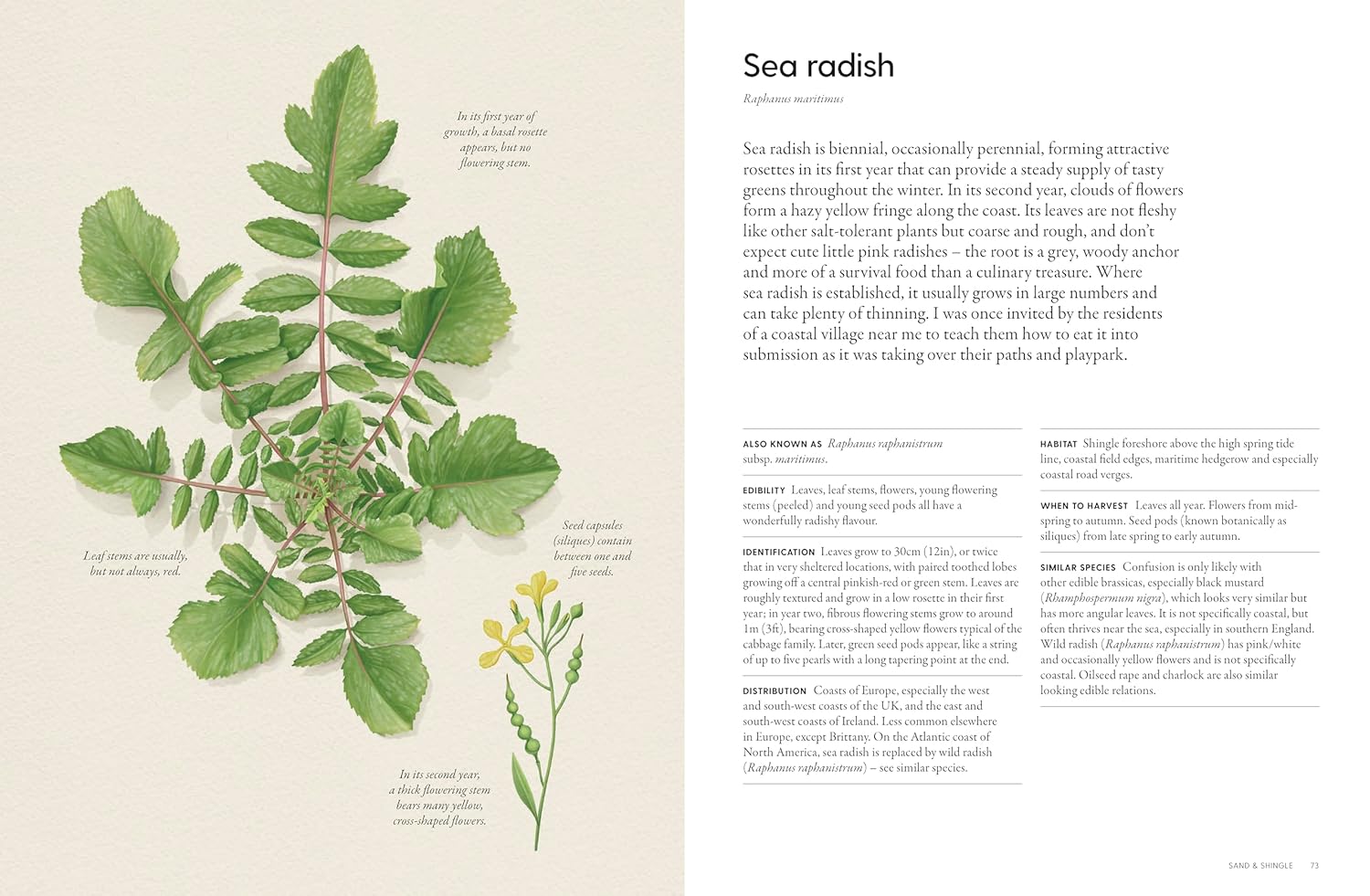 The Coastal Forager: Wild maritime food to preserve, cook, eat (Mark Williams)