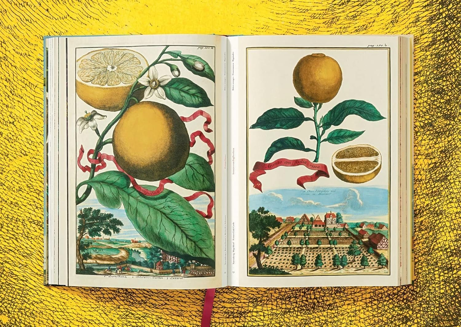 J. C. Volkamer The Book of Citrus Fruits: The Complete Plates 1708-1714 (Iris Lauterbach, Chris Allen)